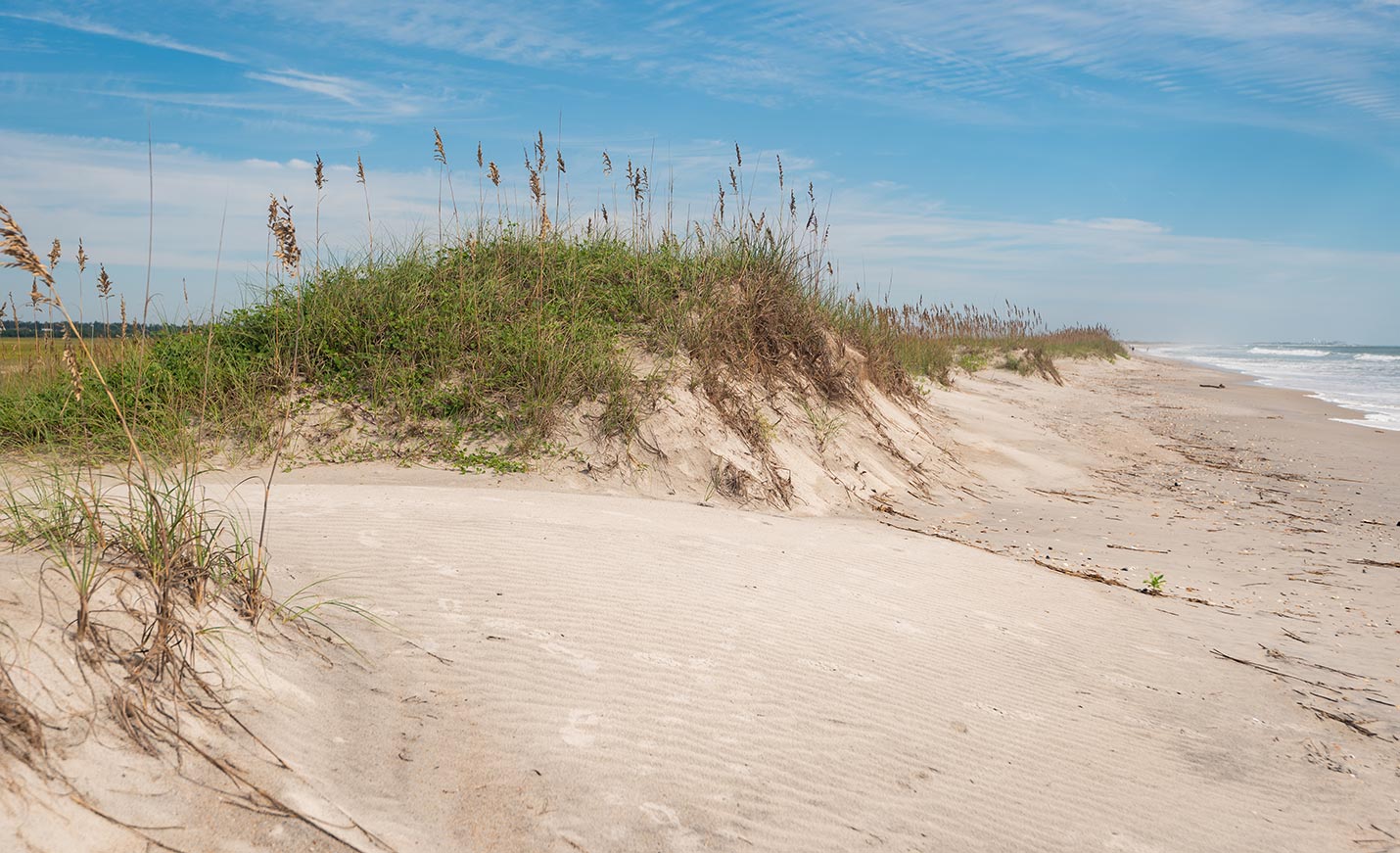 Sea oats on a sand dune at the beach