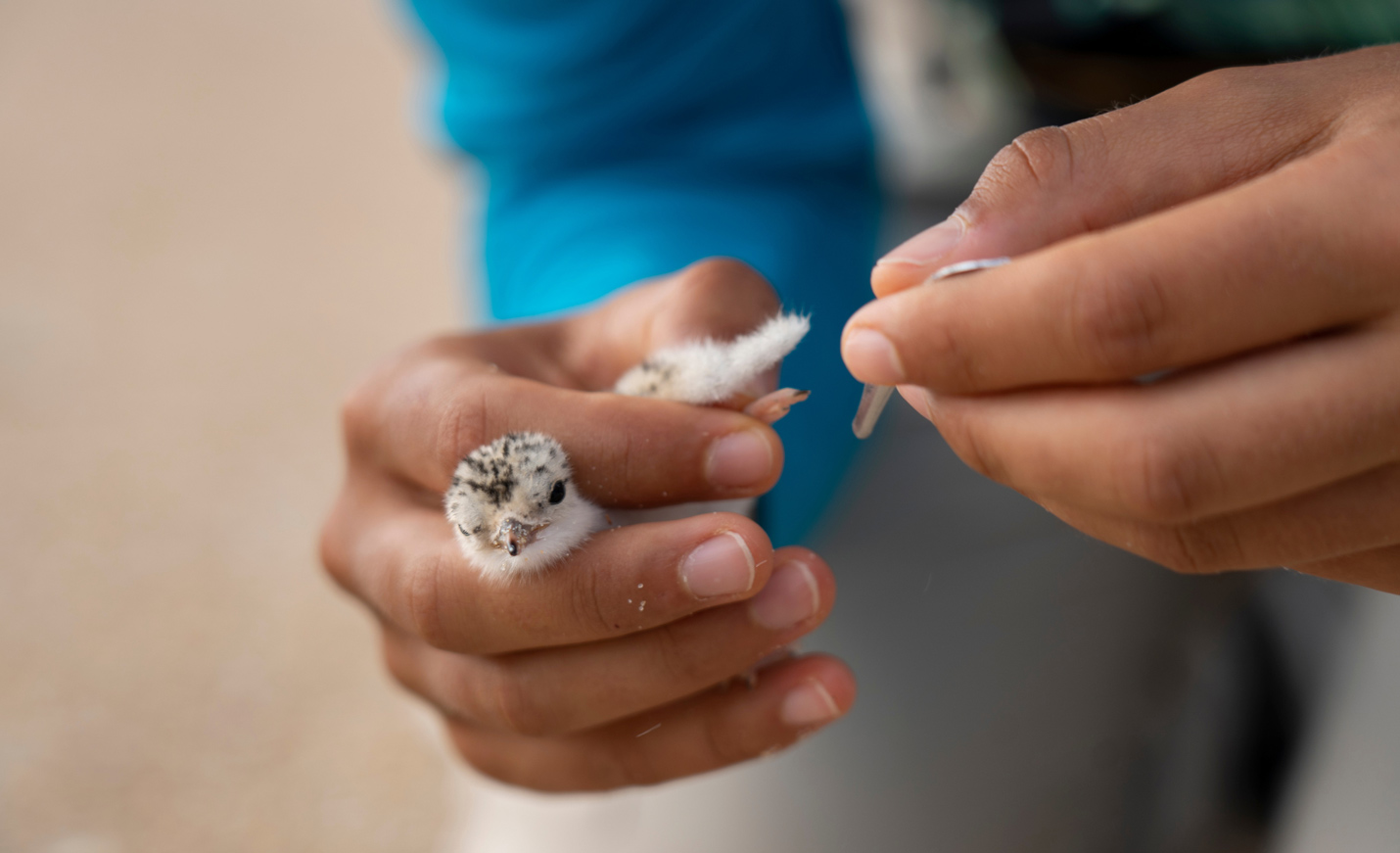 Holding baby bird
