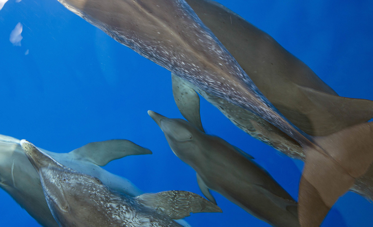 Dolphins