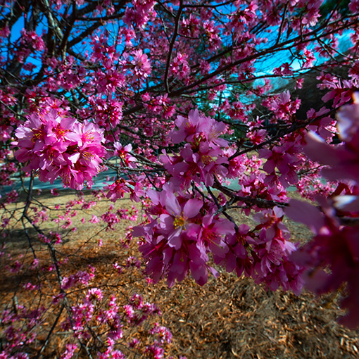 cherry blossom tree